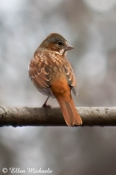 Fox Sparrow