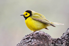 Hooded Warbler