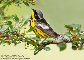 [color=#ccccff]Central Park Warblers