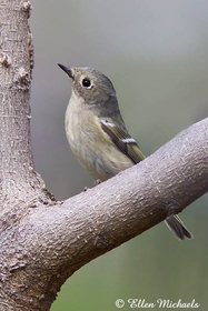 Ruby-crowned Kinglet