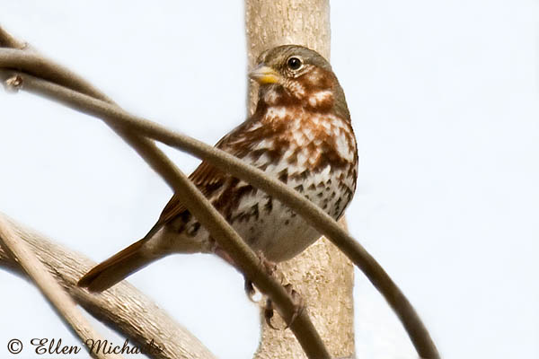 Fox Sparrow
