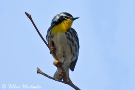 Yellow-throated Warbler