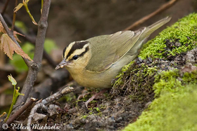 Worm-eating Warbler