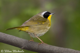 Common Yellowthroat