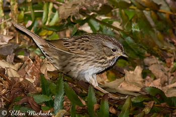 Lincoln's Sparrow