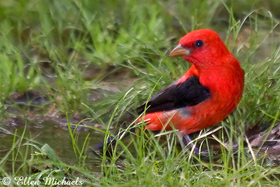 Scarlet Tanager (male)