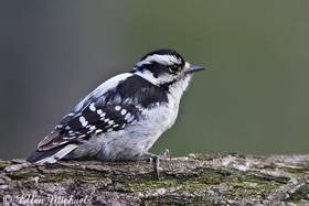 Downy Woodpecker (female)
