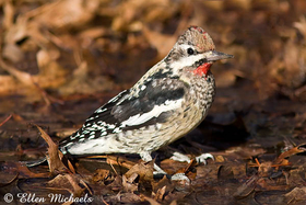 Yellow-bellied Sapsucker