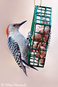 Red-bellied Woodpecker