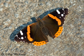 Red Admiral - Vanessa atalanta