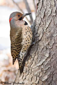 Northern Flicker