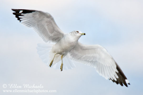 Ring-billed Gull in Flight
