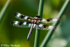 Twelve-spotted Skimmer - Libellula pulchella
