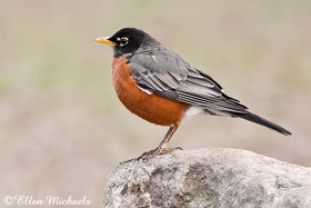 American Robin