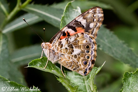 Painted Lady Butterfly - Vanessa cardui