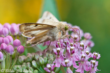 Corn Earworm Moth - Helicoverpa zea