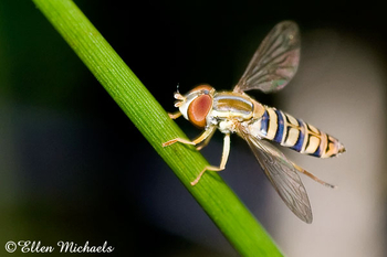 Maize Calligrapher - Toxomerus politus