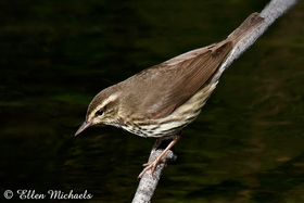 Northern Waterthrush