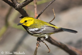 Black-throated Green Warbler