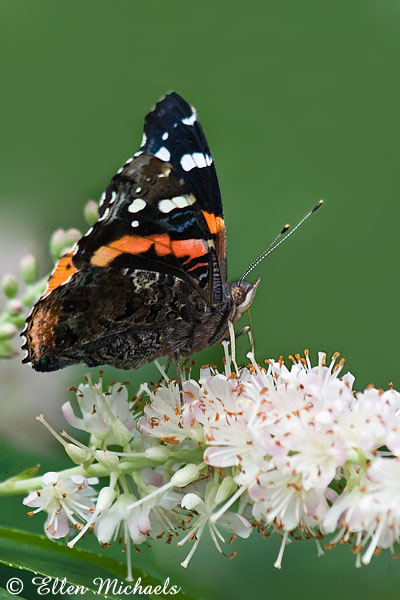 Red Admiral Butterfly - Vanessa atalanta