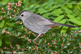 Gray Catbird
