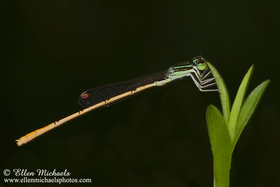 Citrine Forktail - Ischnura hastata