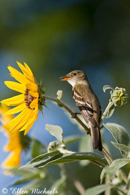 Willow Flycatcher