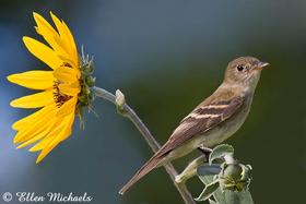 Willow Flycatcher