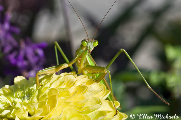 Chinese Mantis (Praying Mantis) - Tenodera