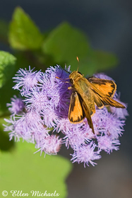 Fiery Skipper - Hylephila phyleus