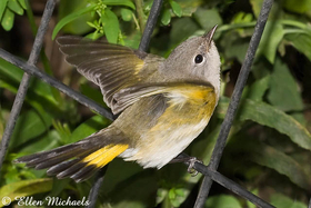 American Redstart