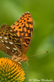 Great Spangled Fritillary - Speyeria cybele