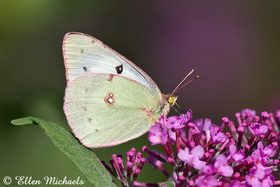 Clouded/Orange Sulphur Butterfly - Colias eurytheme