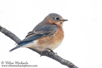 Eastern Bluebird