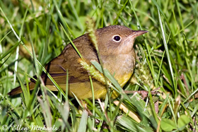 Connecticut Warbler
