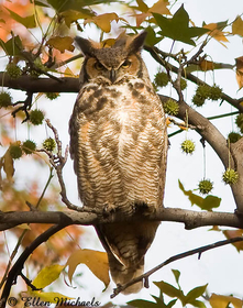 Great Horned Owl