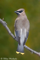 Cedar Waxwing