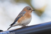 Eastern Bluebird
