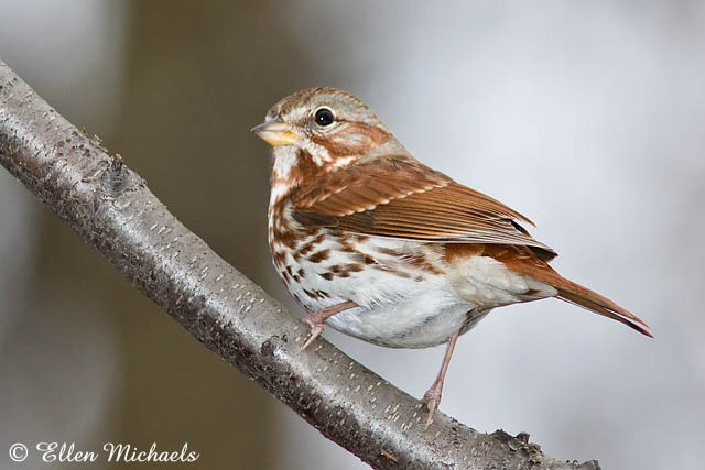Fox Sparrow