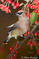 Cedar Waxwing (w/ orange tipped tail)