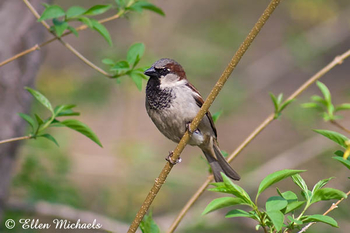 House Sparrow