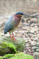 Green Heron