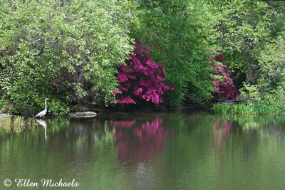The Pond