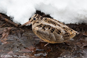 American Woodcock