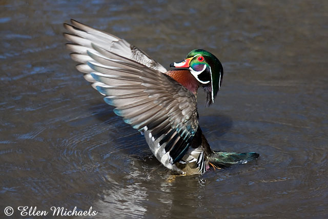 Wood Duck (wing flap)