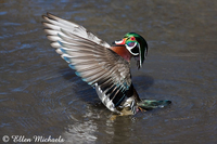 Wood Duck (wing flap)