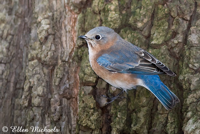 Eastern Bluebird