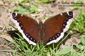 Mourning Cloak - Nymphalis antiopa