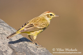 Palm Warbler