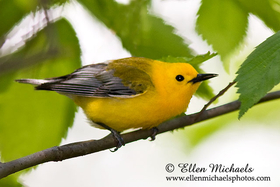 Prothonotary Warbler